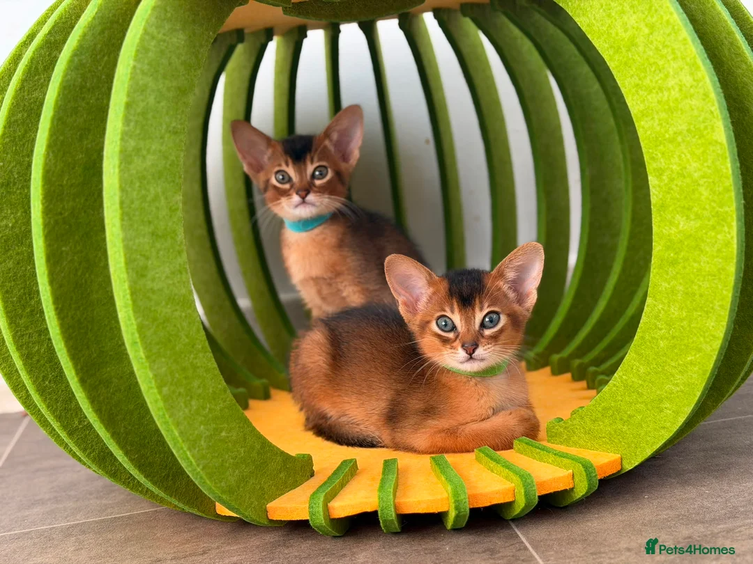 Abyssinian cats for sale: 🎖🏆🏅last 2 Abyssinian kittens  - Advert 2