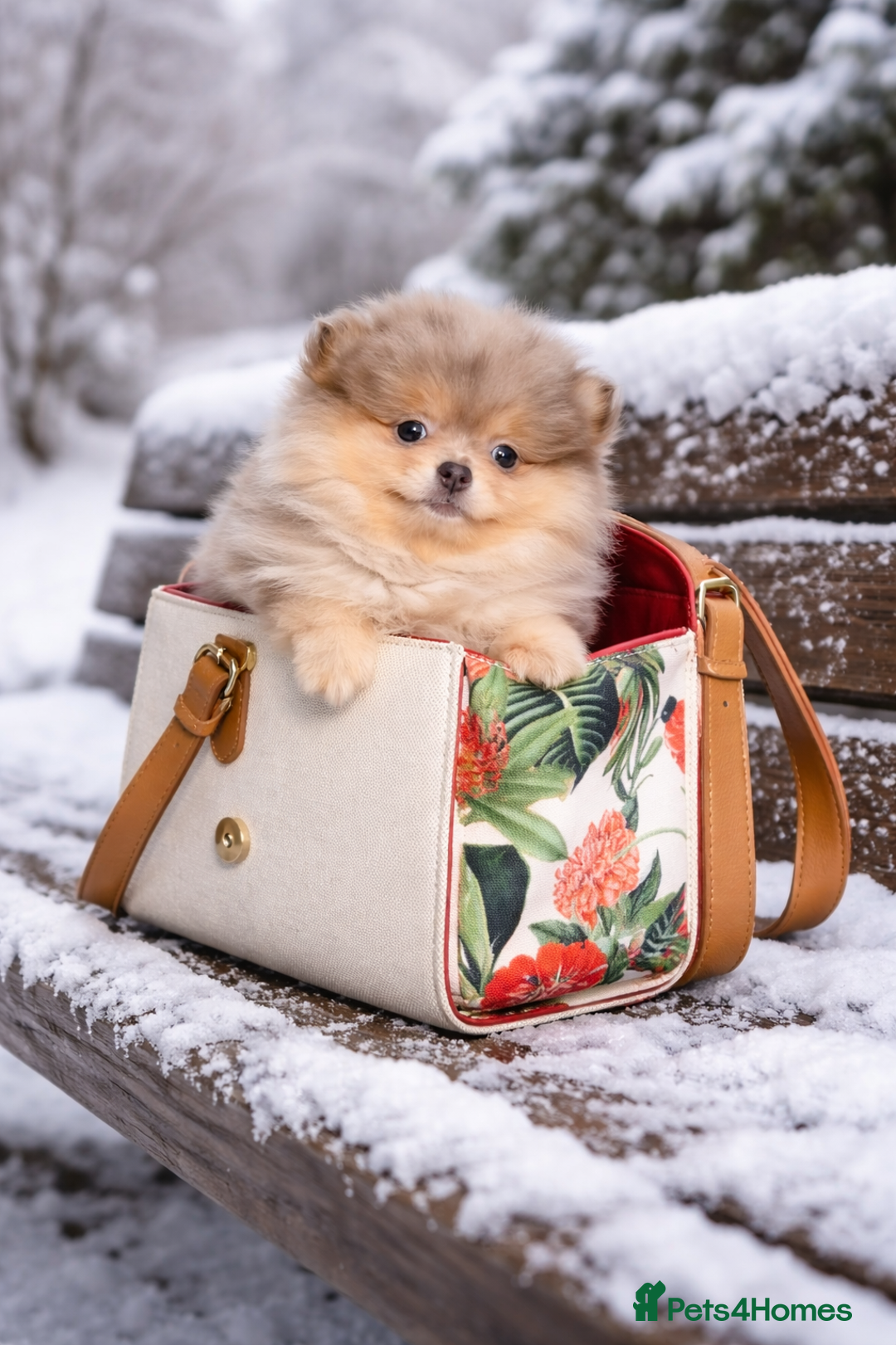 Pomeranian dogs for sale:  KC chocolate lilac merle tan girl teddy face - Advert 2
