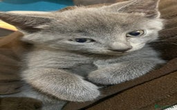 Mixed Breed cats for sale: 3 2 month old TORTIE x BRITISH SHORTHAIR KITTENS - Image 25