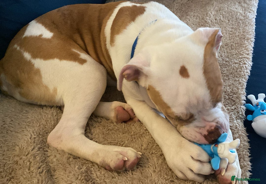 American Bulldog dogs for sale: Pick of litter male 🥰 in Ferryhill - Image 4