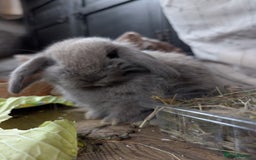 Mini Lop rabbits for sale: Mini Lops £70  - Advert 4