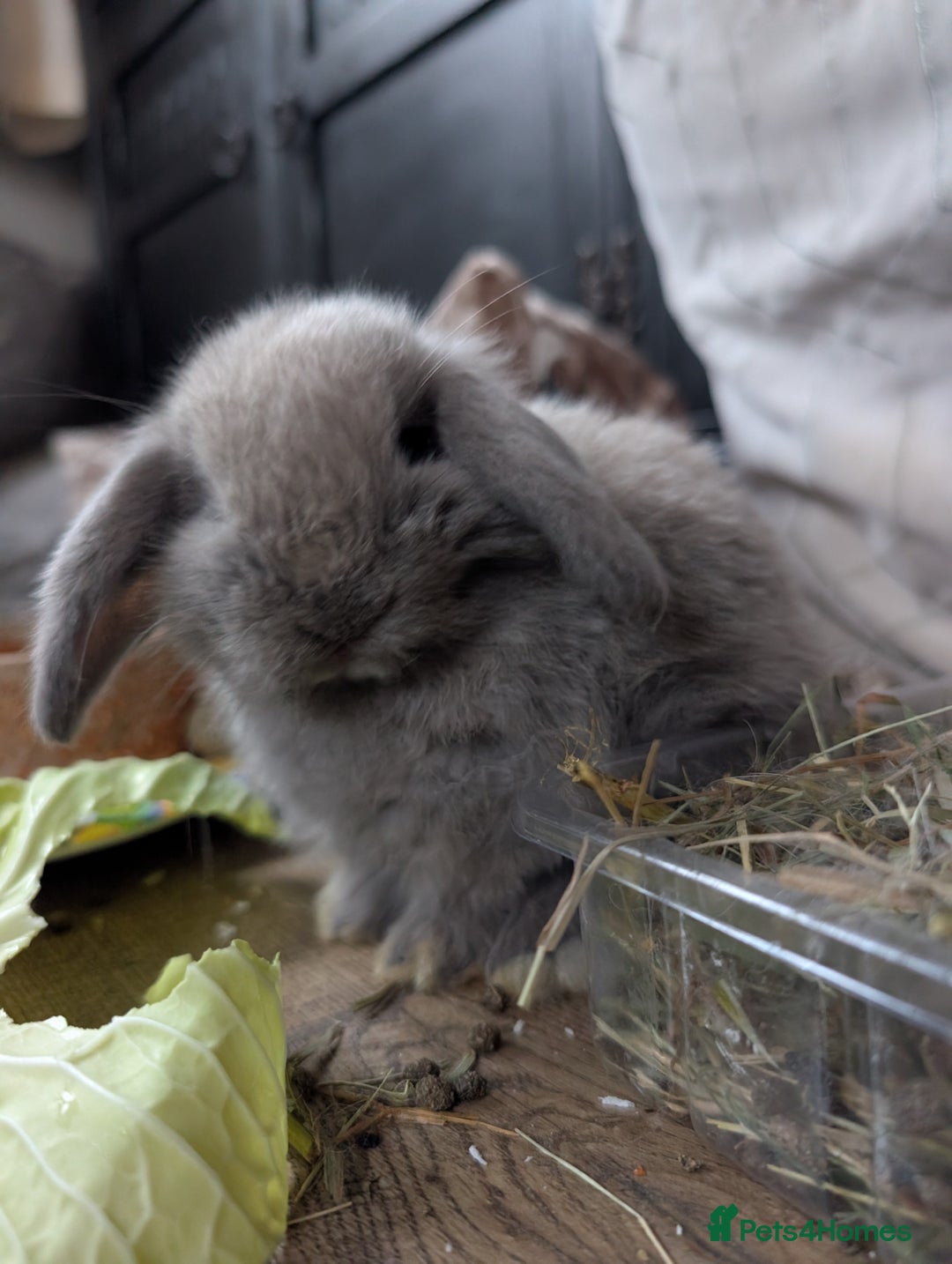 Mini Lop rabbits for sale: Mini Lops £70  - Advert 4