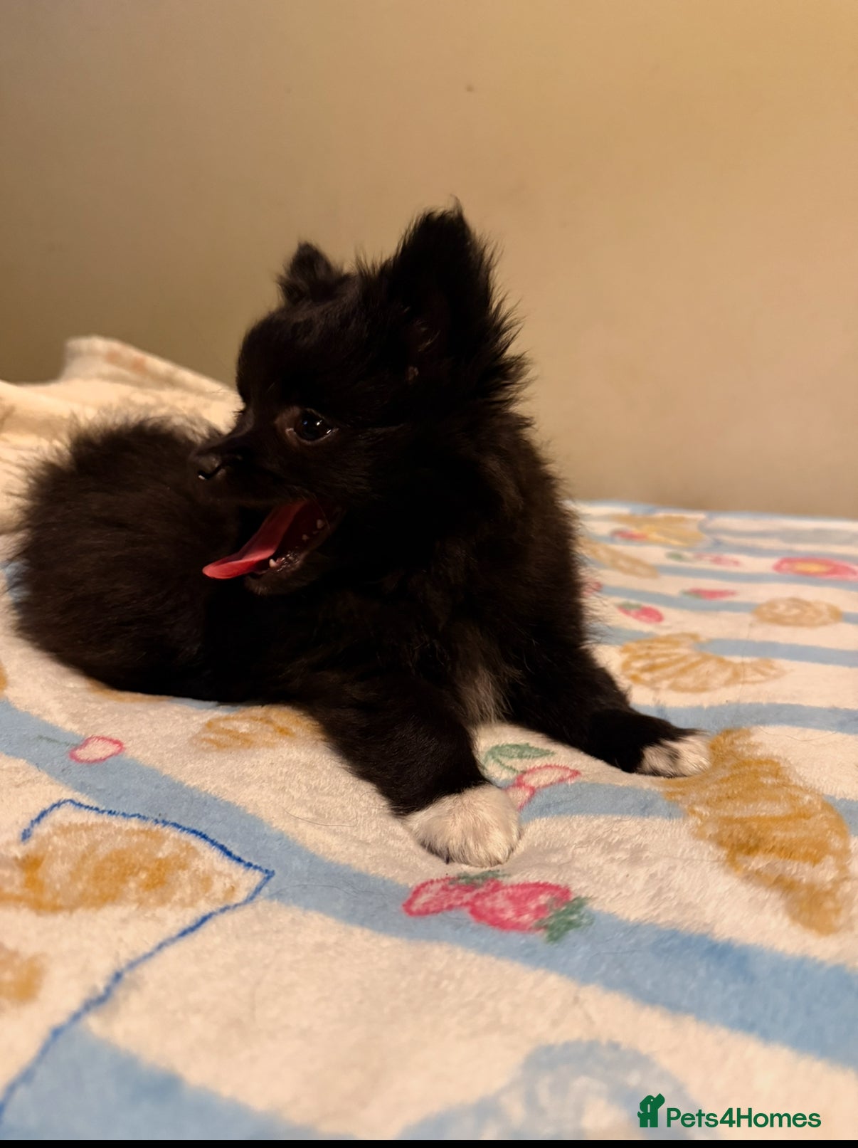 Pomeranian dogs Fox Face Pomeranian puppies ready to leave  - Advert 1