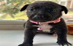 Mixed Breed dogs for sale: Staffy x Belgian Malinos  - Image 19