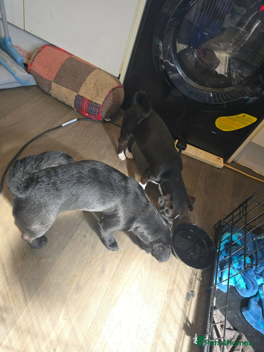 Mixed Breed dogs for sale: Male and female jackawaw - Advert 13