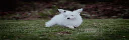 Papillon dogs for sale: HEALTH TESTED Papillon & Phalene  - Advert 30