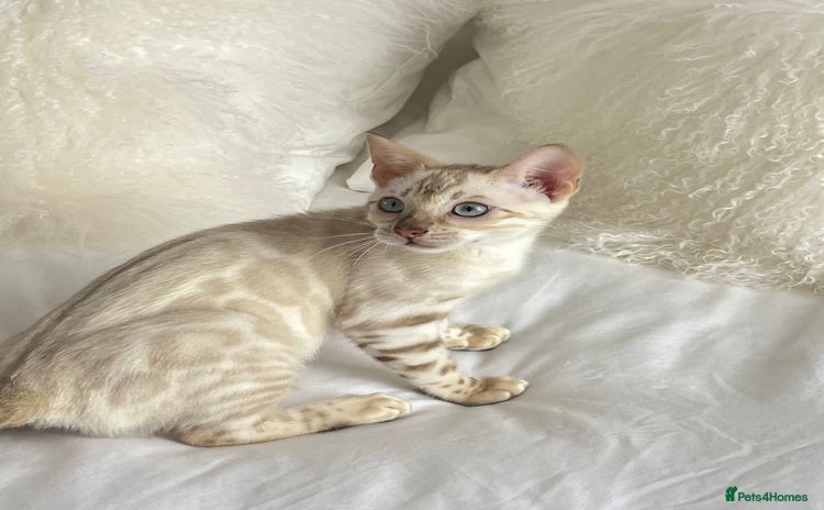 Bengal cats - Advert 1