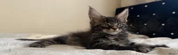 Maine Coon cats for sale: Ready for home pure bred maine coon kittens - Advert 23