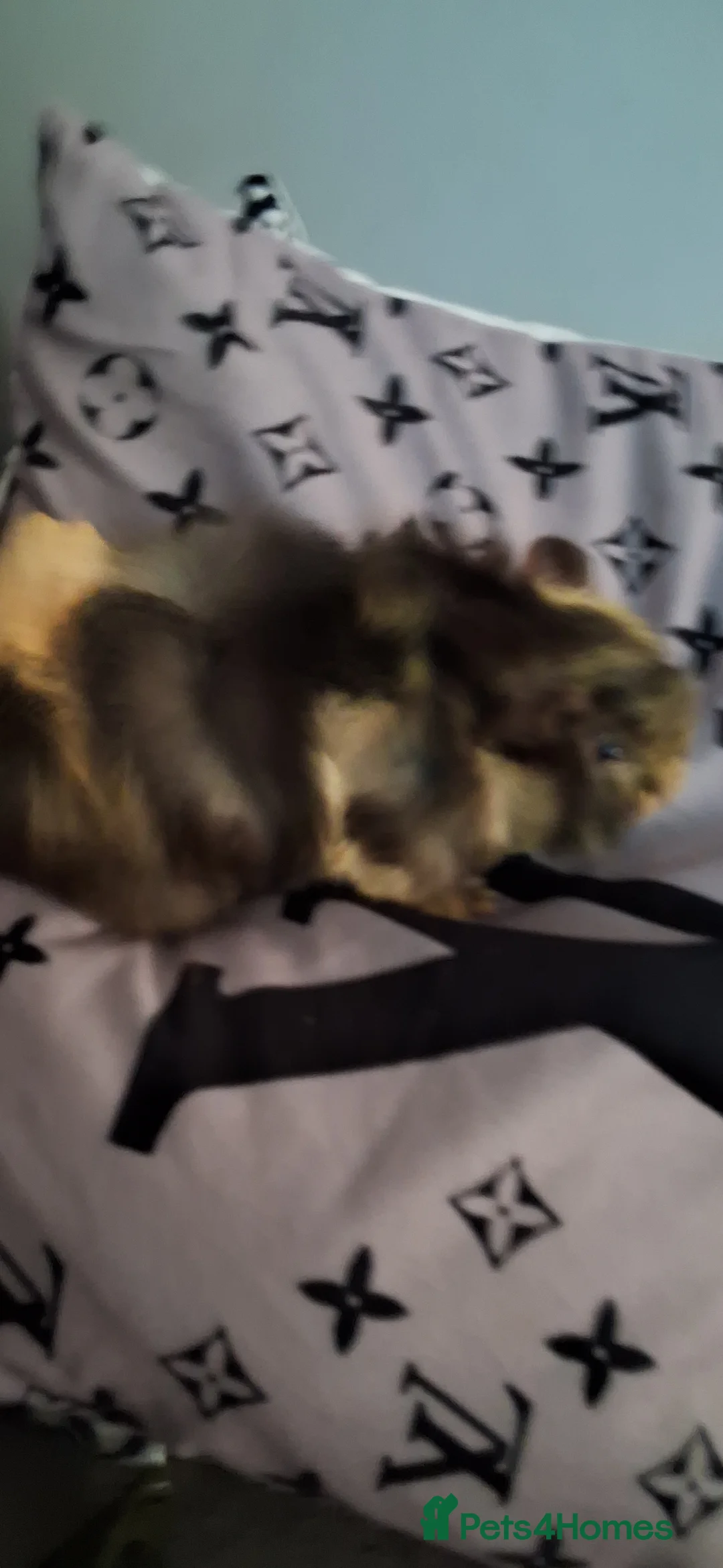Guinea Pig rodents for sale: Baby boy guinea pigs - Advert 1