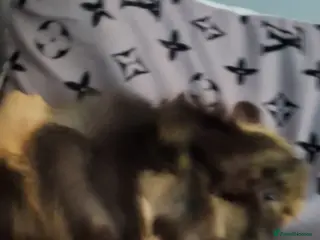 Guinea Pig rodents Baby boy guinea pigs - Advert 8