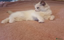 Ragdoll cats for sale: Beautiful ragdolls   - Image 4