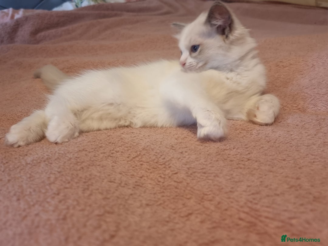 Ragdoll cats for sale: Beautiful ragdolls   - Image 4