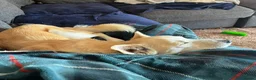 Mixed Breed dogs for adoption: LINDY – 2 years old, Female, Mixed Breed in ELY - Advert 5