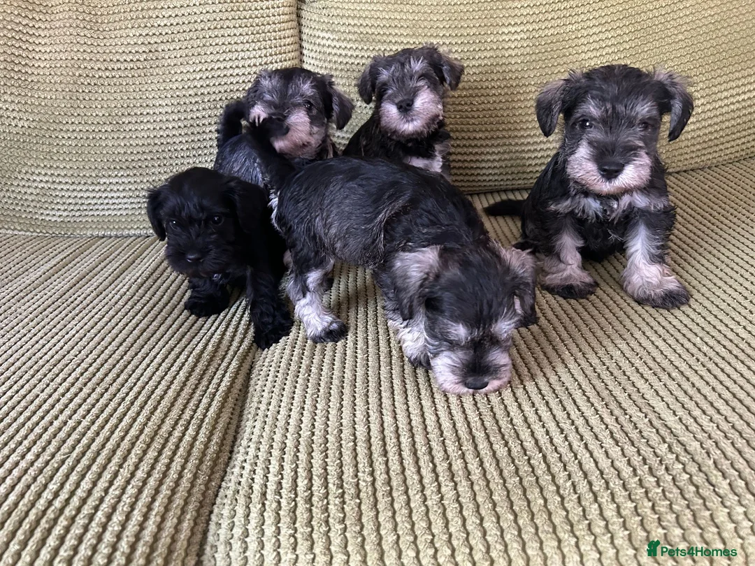 Miniature Schnauzer dogs for sale: Adorable Miniature Schnauzer Puppies in Ilminster - Advert 5