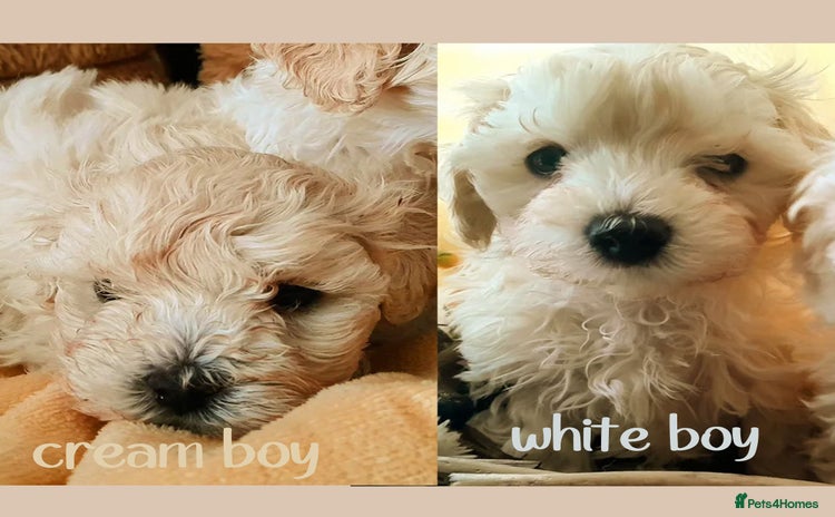 Maltipoo dogs F1 HEALTH TESTED QUALITY TOY MALTIPOO PUPPIES  - Advert 13