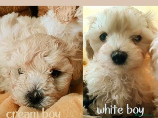 Maltipoo dogs F1 HEALTH TESTED QUALITY TOY MALTIPOO PUPPIES - Advert 6