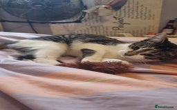 Domestic Shorthair cats for sale: 3 x Girls looking for new homes - Advert 2