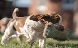 Bracco Italiano dogs for sale: This sweet boy is available  - Advert 13