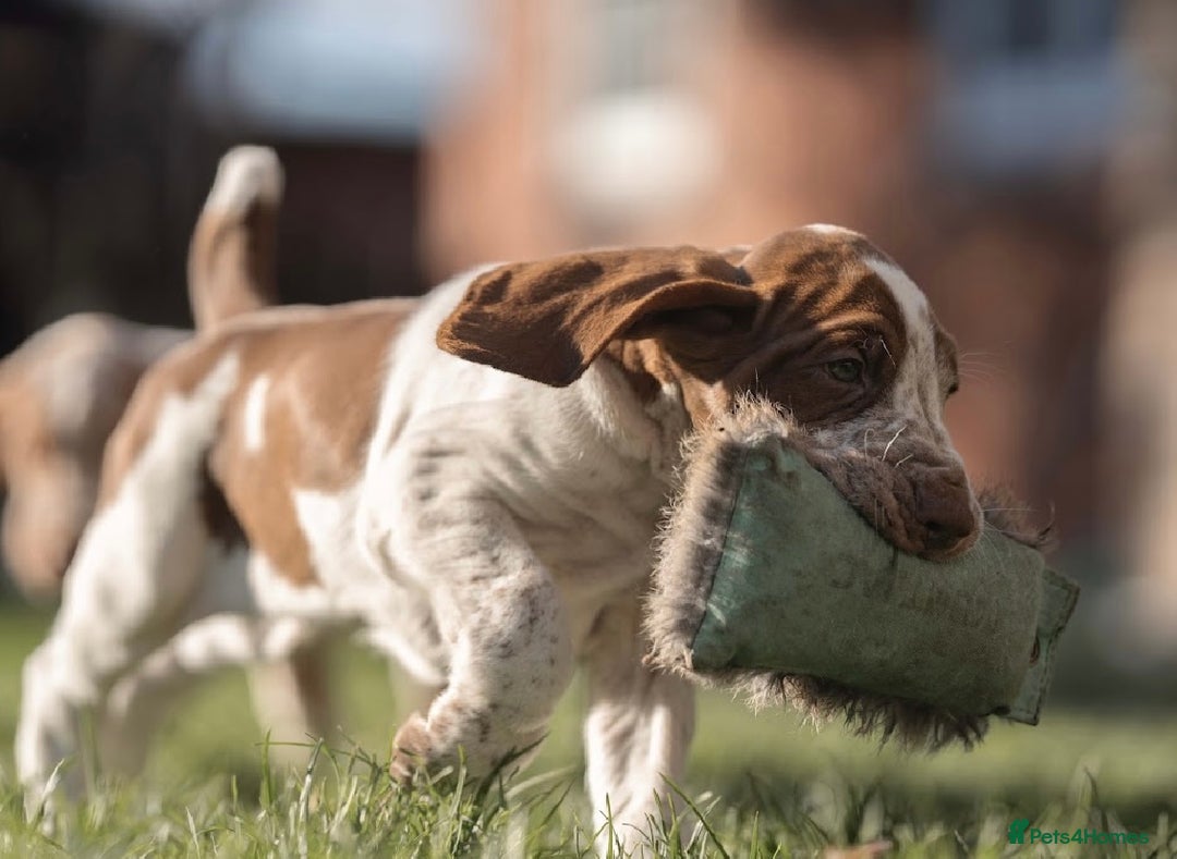 Bracco Italiano dogs for sale: This sweet boy is available  - Advert 13
