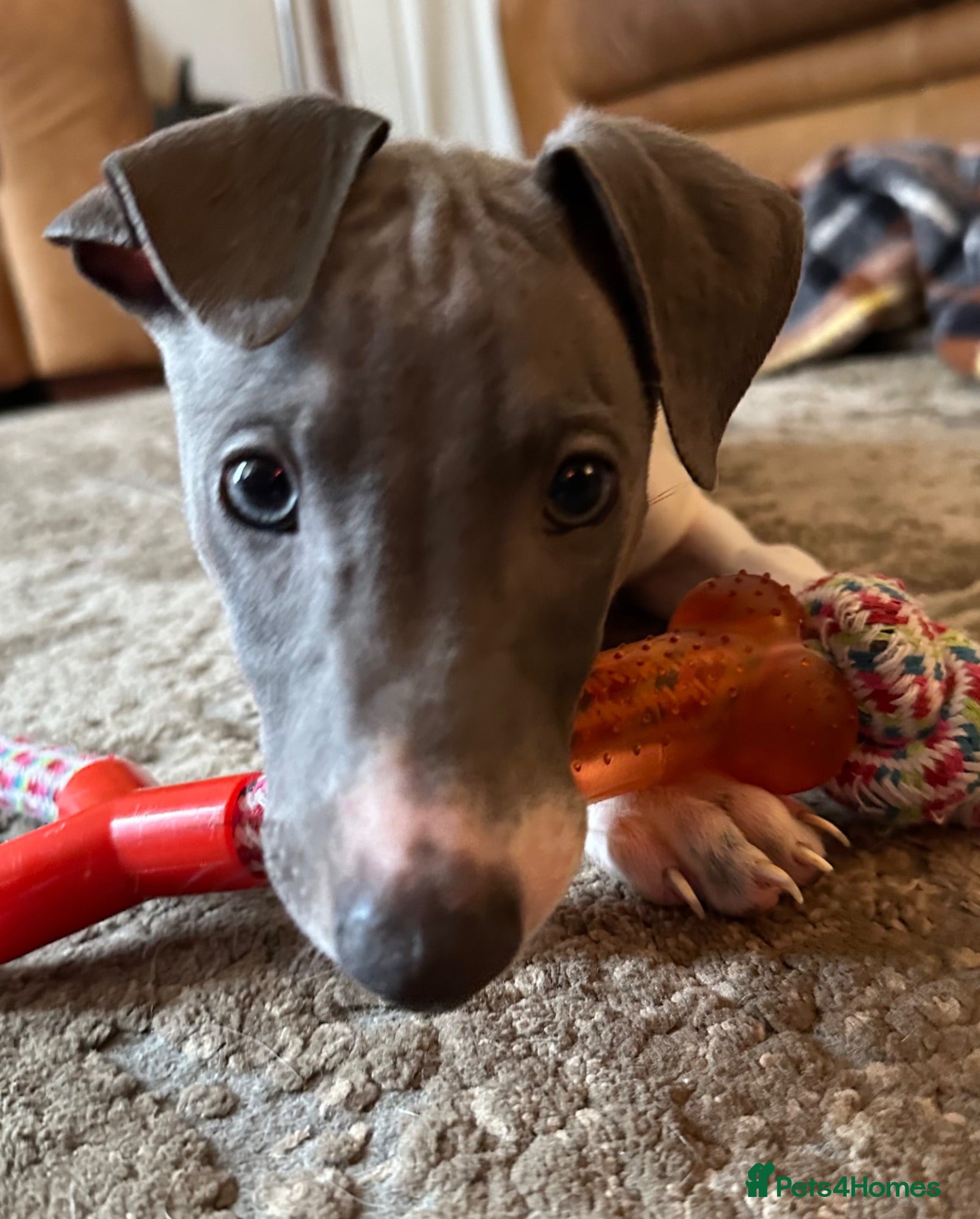 Mixed Breed dogs READY NOW!3 boys!Italian greyhound x whippet pups! - Advert 1