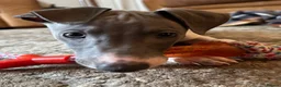Mixed Breed dogs for sale: 🐾Reduced🐾READY NOW!!Italian x whippet pups! - Advert 1