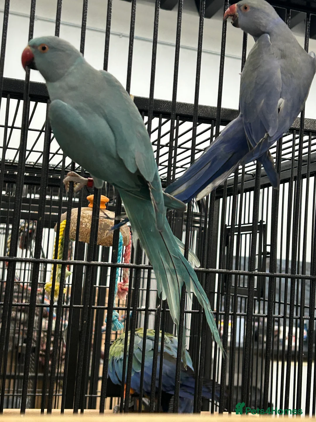 Ringnecks birds for sale: Stunning Baby Indian Ringnecks  - Advert 4