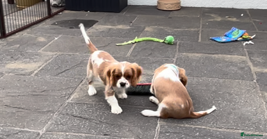 Cavalier King Charles Spaniel dogs - Advert 8