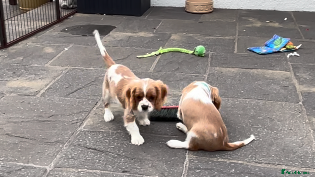 Cavalier King Charles Spaniel dogs for sale: Cavalier King Charles Spaniel  - Image 14
