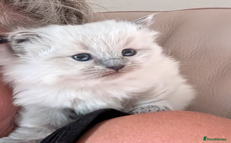 Ragdoll cats - Advert 9