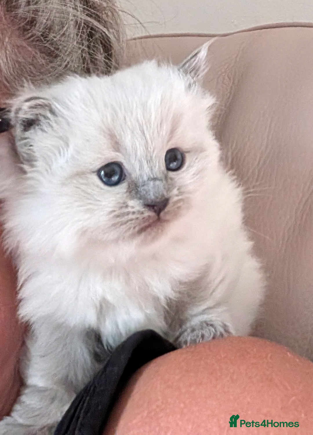Ragdoll cats for sale: Ragdoll - home reared kittens - Image 1