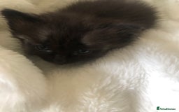 Siamese cats for sale: Adorable Siamese Kittens Looking for Loving Homes - Image 6
