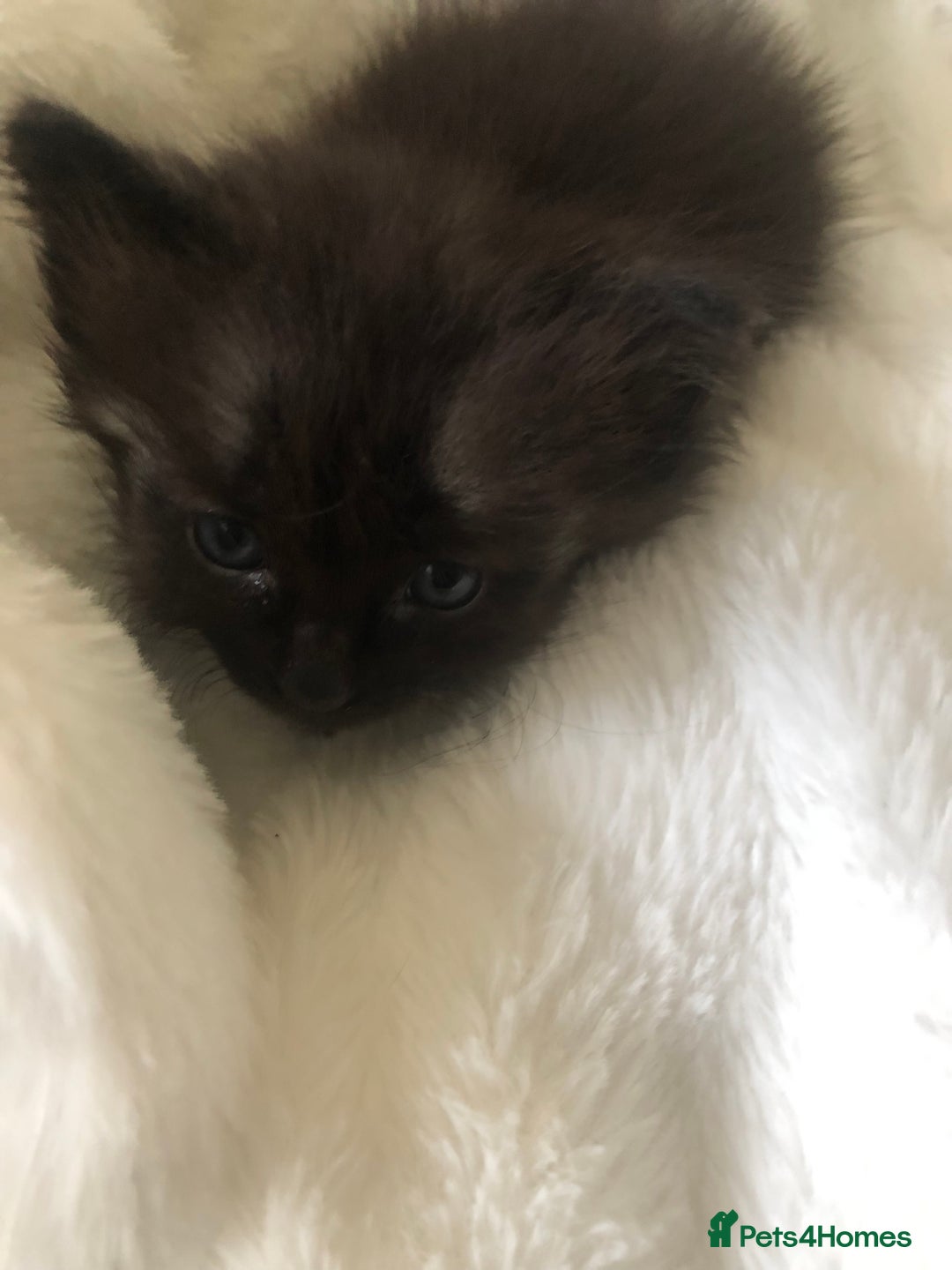 Siamese cats for sale: Adorable Siamese Kittens Looking for Loving Homes - Image 6