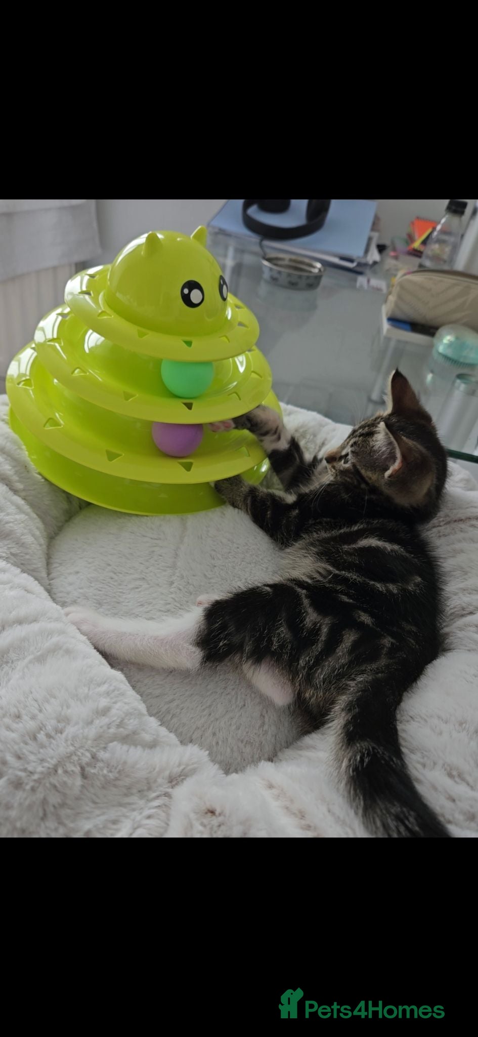Mixed Breed cats 4 month old male kitten in need of forever home - Advert 1