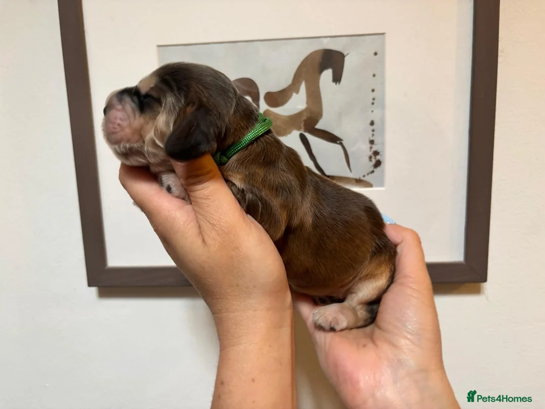 Cocker Spaniel dogs for sale: Outstanding health tested KC show cocker puppies - Advert 20
