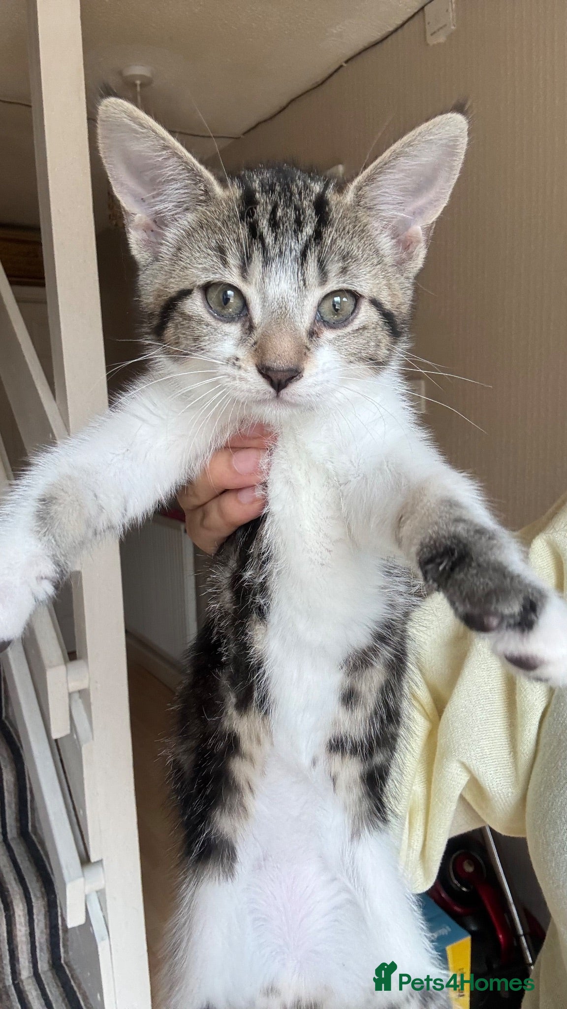 Mixed Breed cats cute kittens  - Advert 6
