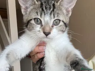 Mixed Breed cats cute kittens - Advert 6