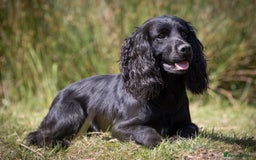 Cocker Spaniel dogs for sale: Working cocker spaniel - Image 25