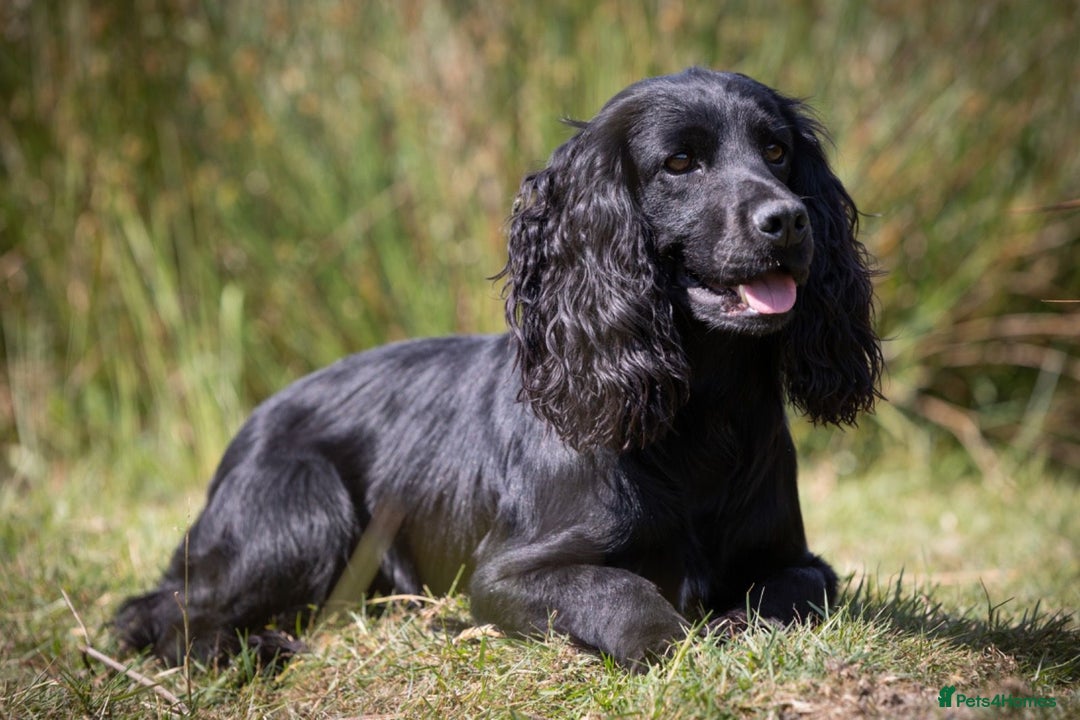 Cocker Spaniel dogs for sale: Working cocker spaniel - Image 25