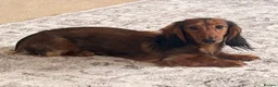 Miniature Dachshund dogs for stud: Beautiful little boy FOR STUD ONLY  - Advert 7