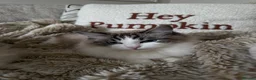 Ragdoll cats for sale: Two GCCF Ragdoll Sisters! PRICE FOR BOTH!  - Advert 33