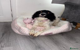 Mixed Breed dogs for sale: Female dog for sale  - Image 4