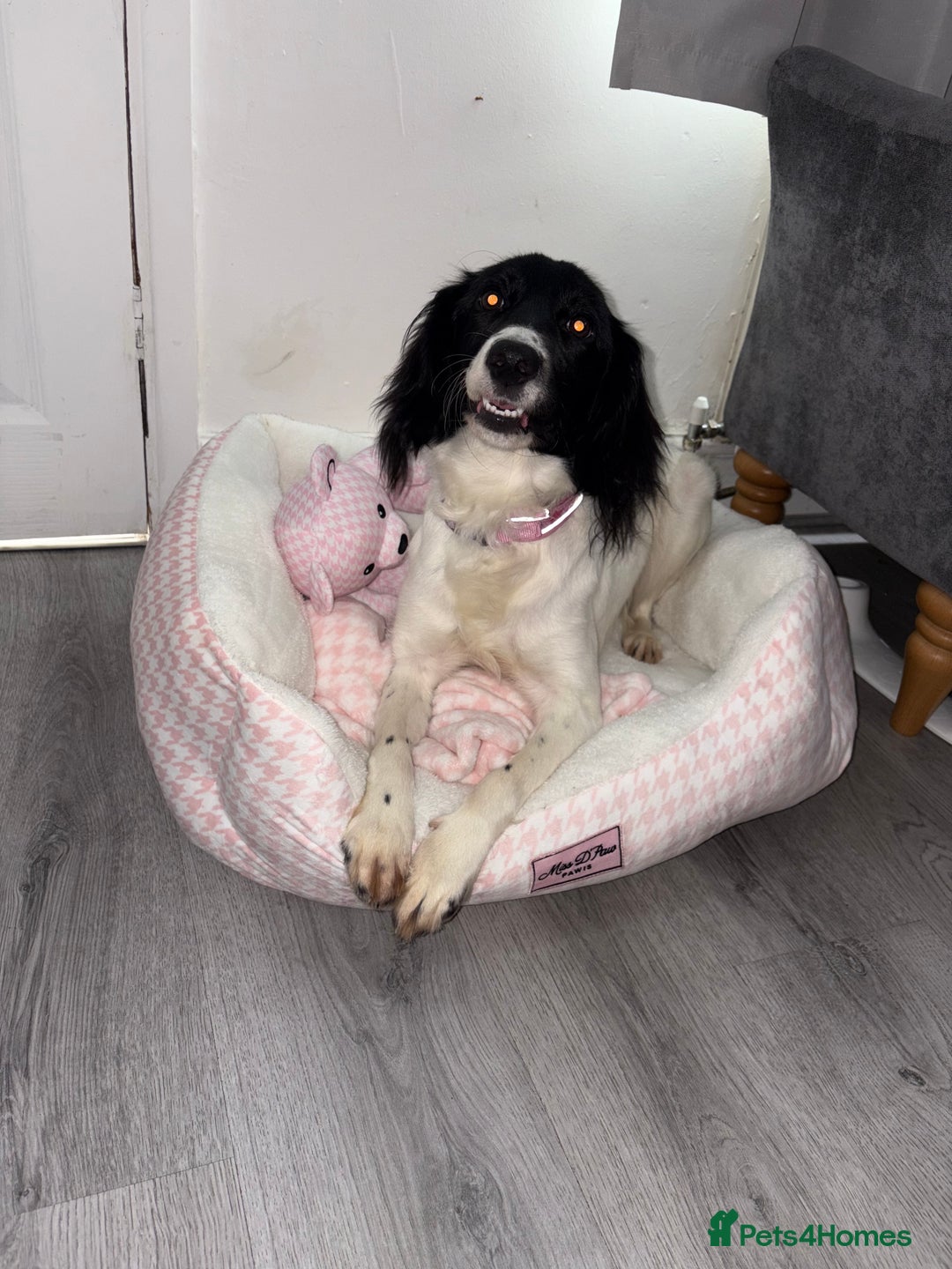 Mixed Breed dogs for sale: Female dog for sale  - Image 4