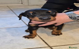 Dobermann dogs for sale: Doberman Pups - Ready now! X1 male left! - Image 10