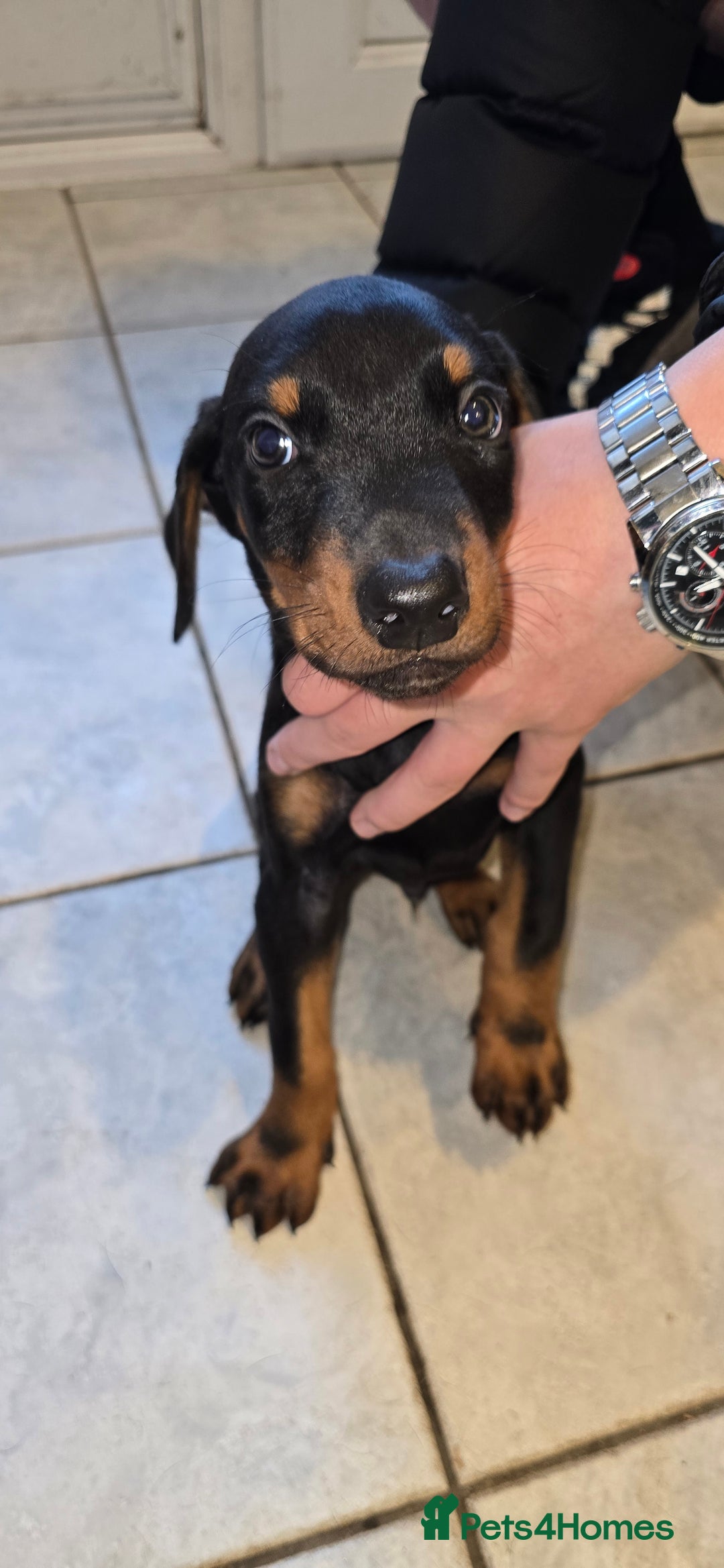Dobermann dogs for sale: Doberman Pups - Ready now! X1 male left! - Image 10