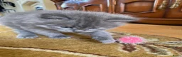 Siberian cats for sale: Siberian x Siberian Neva Masquerade Kittens - Advert 18