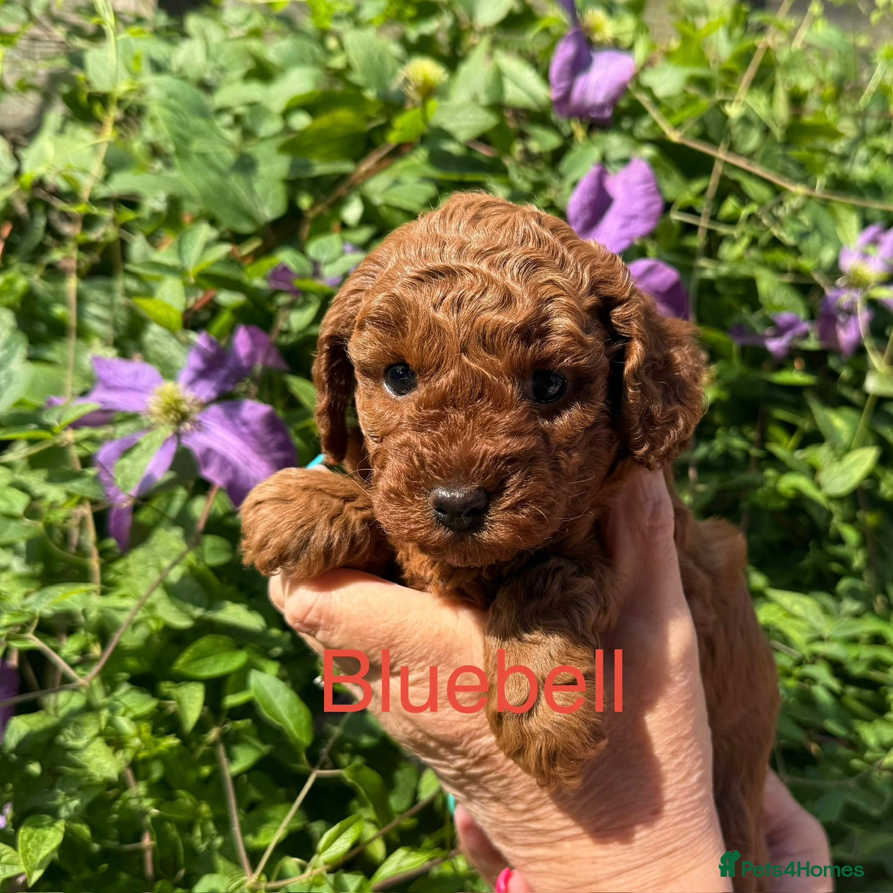 Cavapoo dogs BEAUTIFUL TOY CAVAPOO PUPPIES DNA TESTED PARENTS - Advert 2