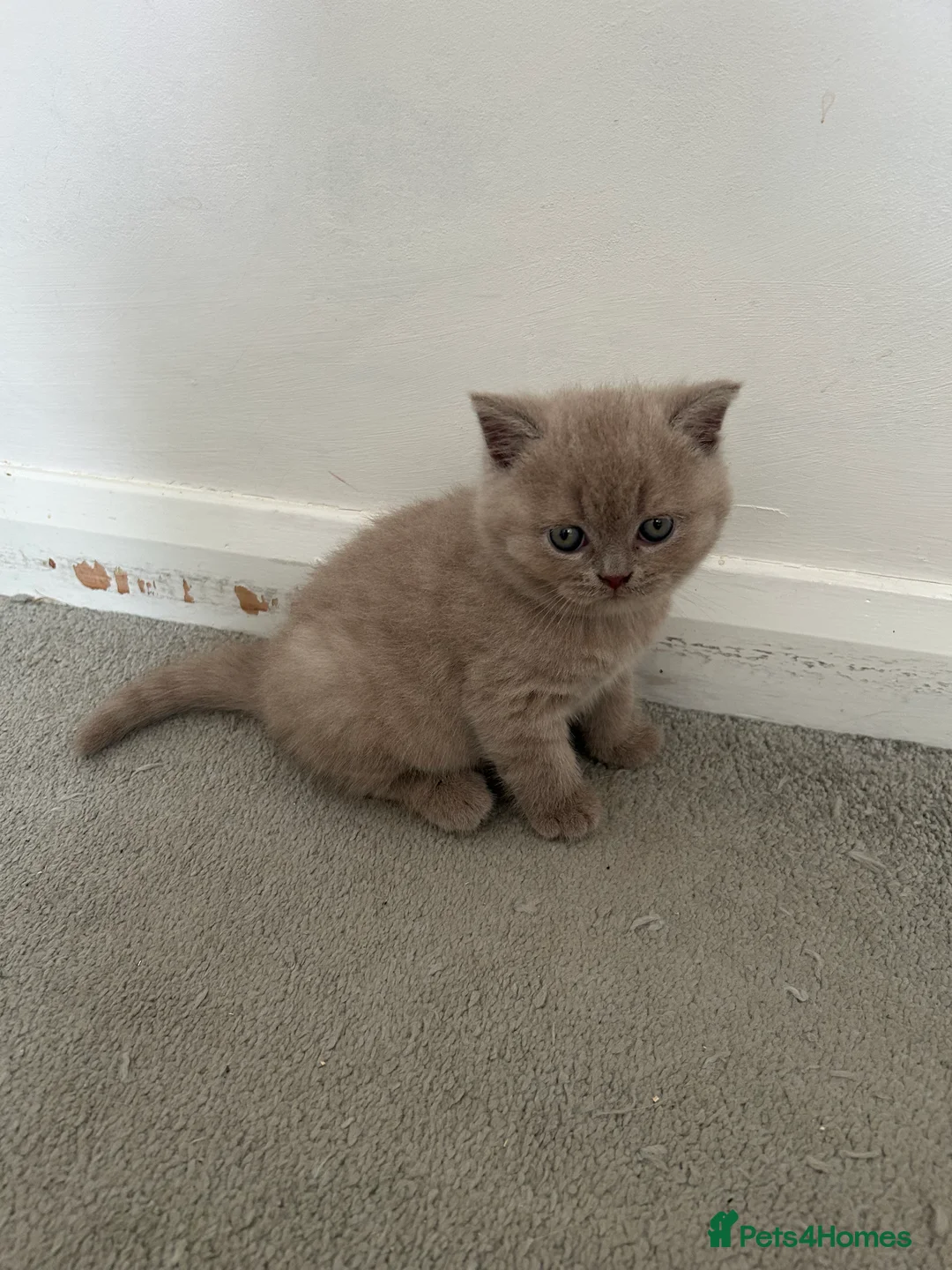 British Shorthair cats for sale: Beautiful British Shorthairs in Stowmarket - Advert 2