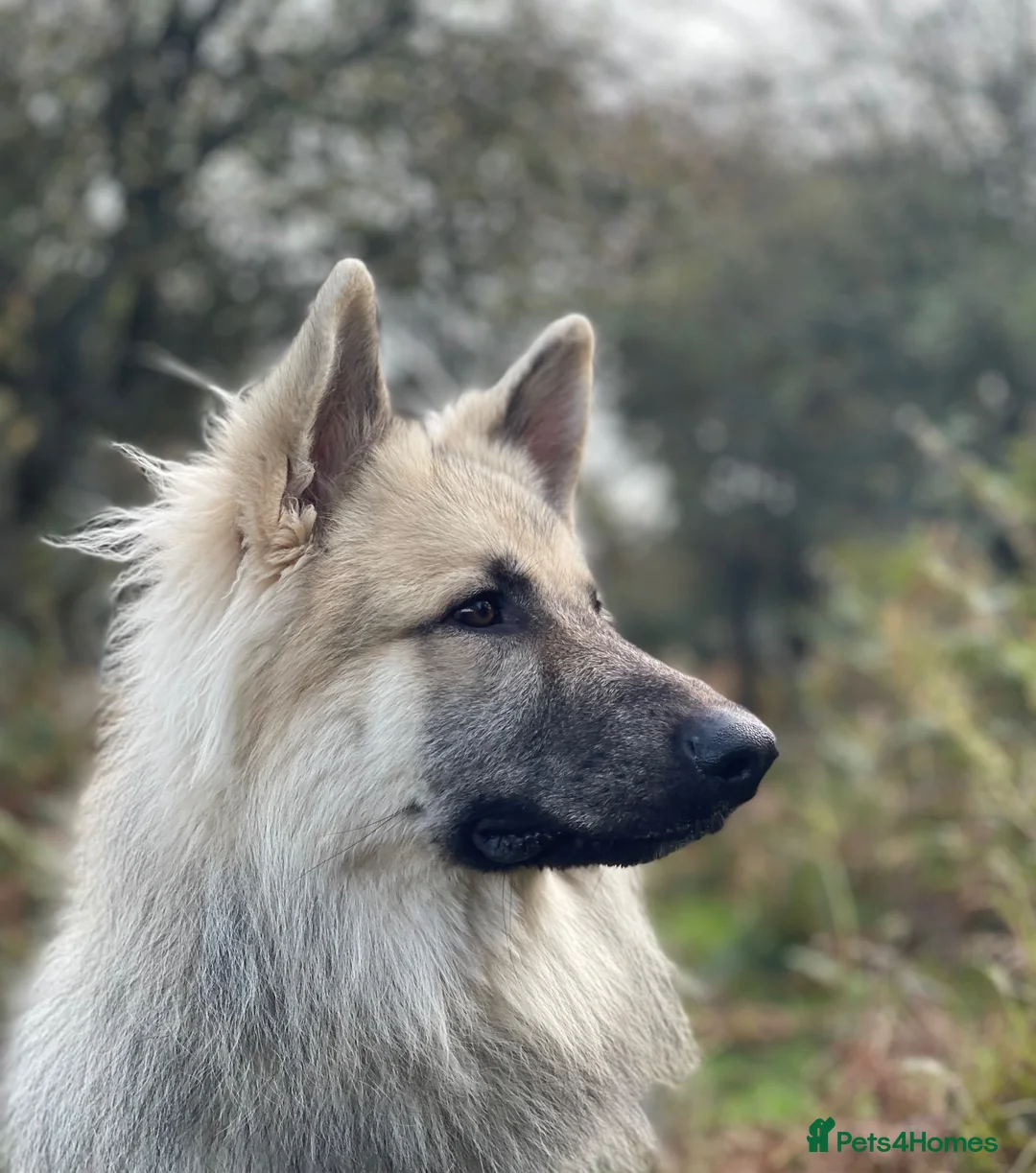 German Shepherd dogs for sale: Litter expected September  - Advert 3