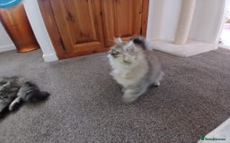 Persian cats for sale: Pedigree Registerd kitten - Image 7