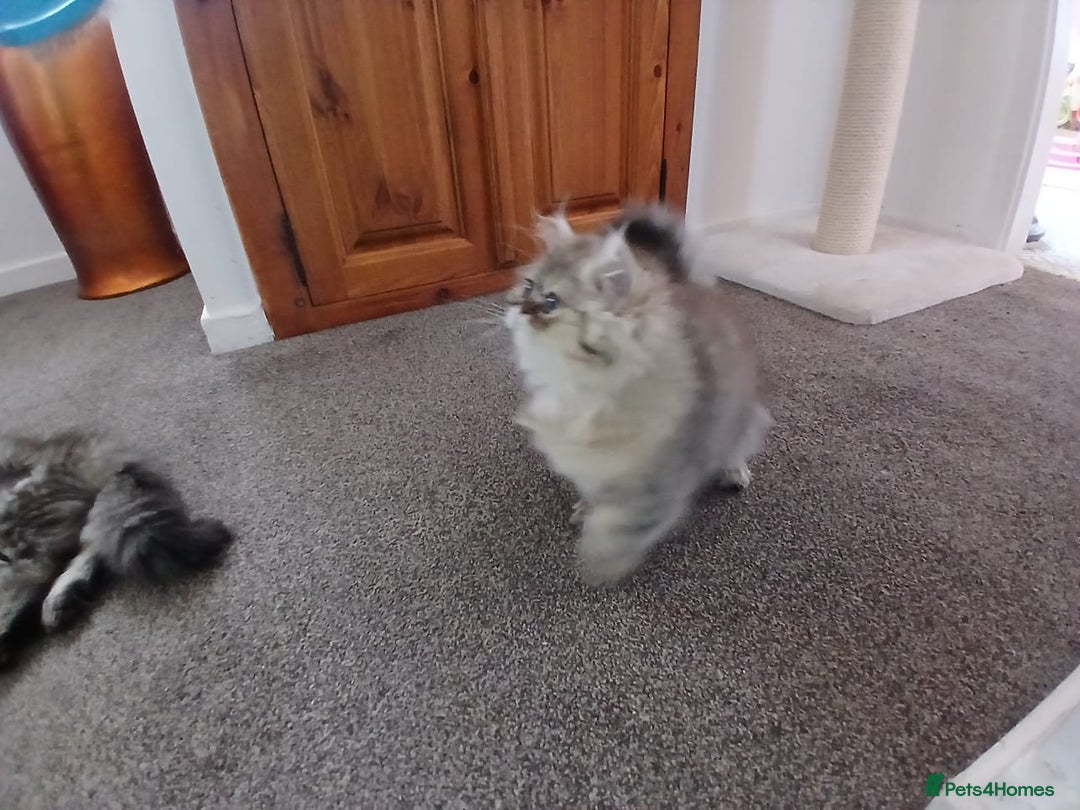 Persian cats for sale: Pedigree Registerd kitten - Image 7